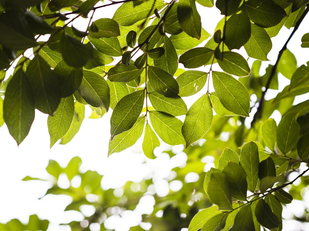 Fresh green leaves are backlit by sunlight, creating a natural and vivid scene.
