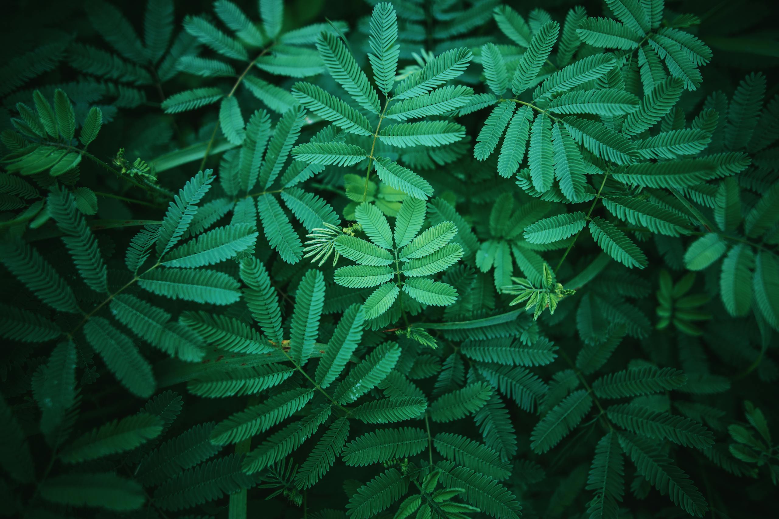Vivid close-up of lush green tropical leaves in natural light, showcasing detailed foliage.