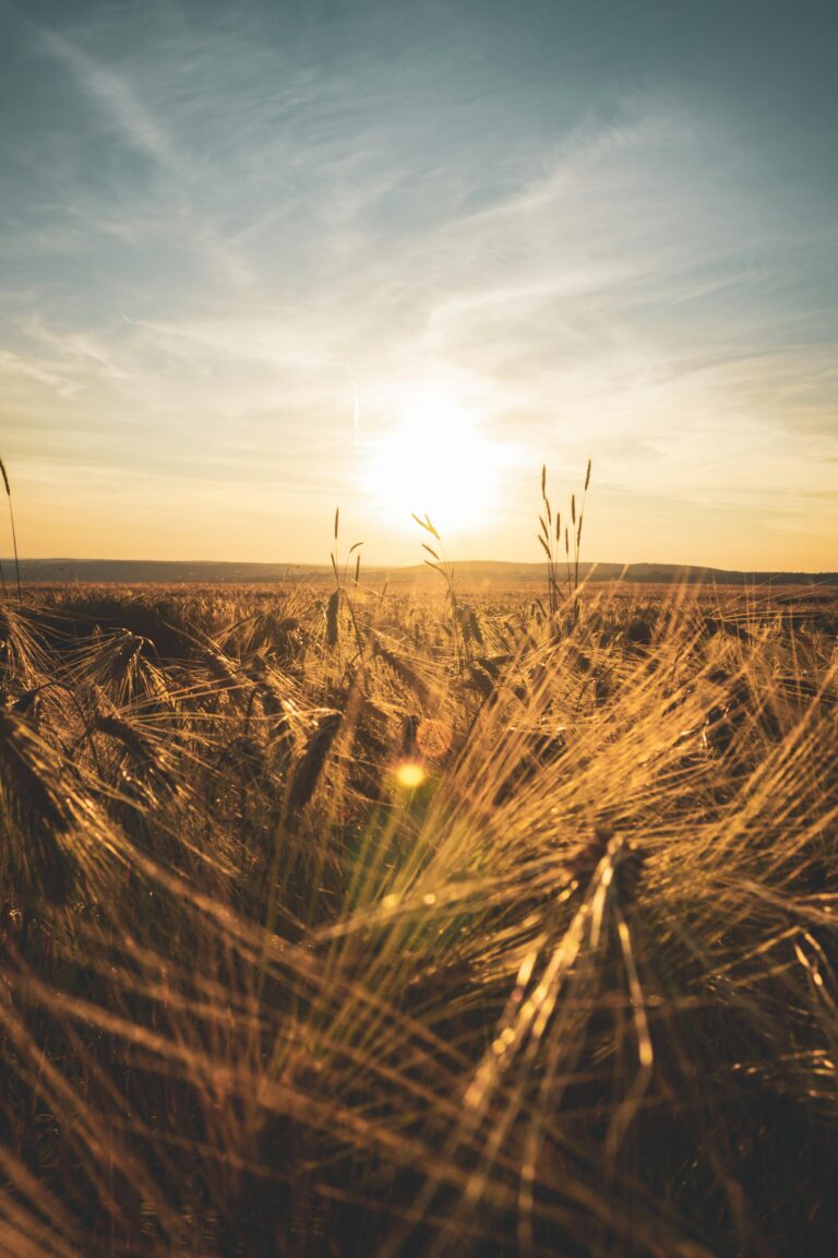 Welcome to IndiWealth